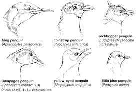 Penguin Features Habitat Facts Britannica