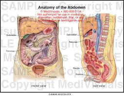 Apart from these erectile tissues, the shaft contains enveloping fascial layers. Anatomy Of The Abdomen Medical Illustration Medivisuals