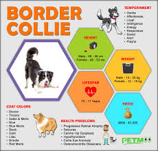 border collie puppies all facts on