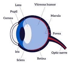 How The Eyes Work National Eye Institute