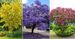 10 beautiful flowering trees in india