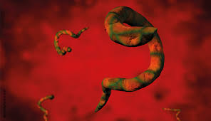 From band (tape) +‎ wurm (worm). Bandwurm Infektionen Bei Menschen Euroimmunblog