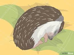 how to take care of a hedgehog feeding