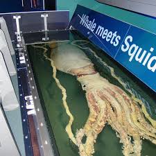 10 rare sightings of the giant squid