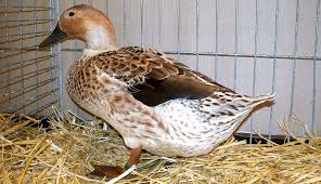 6 Duck Breeds To Raise For Eggs Hobby Farms