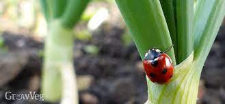 make your garden a ladybug paradise