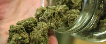 Image result for marijuana pictures
