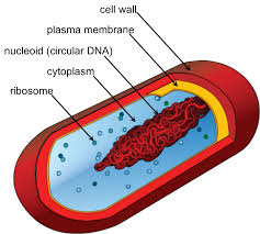 chapter the cell the biology primer