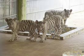 Asia Album White Tiger Cubs Play In