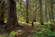 Image result for pictures of CASCADIA FORESTRY, INC.