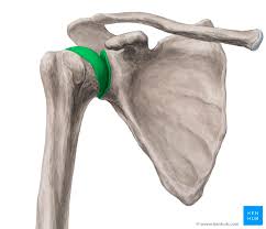 Shoulder joint human body anatomy infographic stock. Glenohumeral Shoulder Joint Bones Movements Muscles Kenhub