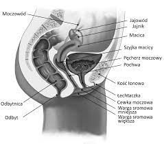 Anatomia pochwy - Multi-Gyn