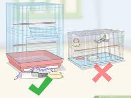 to clean and maintain a parakeet cage