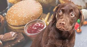Can a dog eat pork and beans : What Can Dogs Not Eat Which Foods Are Not Safe To Share