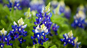 Dreamstime is the world`s largest stock photography community. 2021 Texas Bluebonnet Forecast Nbc 5 Dallas Fort Worth