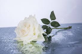 photograph of a beautiful white rose