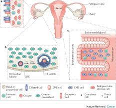 ovarian cancers pathogenesis