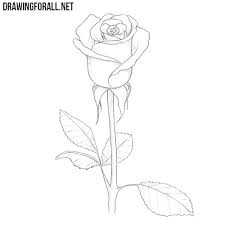 Drawing a rose just got easier thanks to these thorough instructions from a professional illustrator. How To Draw A Rose For Beginners