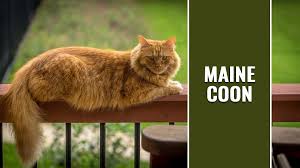 maine cat breed information and