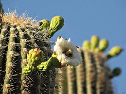 Saguaro flowers are waxy and very fragrant. State Flowers Photo Gallery