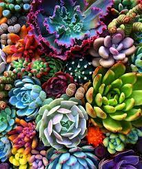 Pin By Kirsten Lee On Succulent