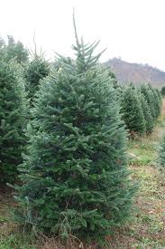 Meaning of fir in english. Why Fraser Fir Reasons To Choose Cool Springs Nursery