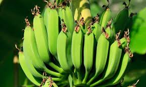 banana plants an a ling alternative