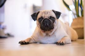 If your dog is one of the fattest dog breeds, then you should keep the fattest dog in the world, and 11 breeds that tend to be heavy. 10 Dog Breeds Prone To Obesity Cosmodoggyland