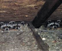 How to evict your raccoon roommates | national geographic. Bats In Attic Or A Raccoon Living In Your Attic