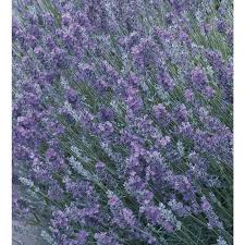 These purple perennial flowers and purple plants will give your garden a stunning color (with pictures and names). Perennials At Lowes Com