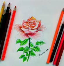 how to draw a beautiful rose by colour