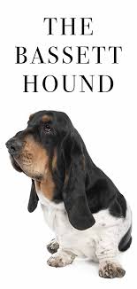 When shopping around for a new puppy, one. Basset Hound The Droopy Dog Packed With Personality