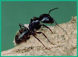 carpenter ants plant pest diagnostics