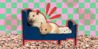 Hamster Bedding The 6 Best Options