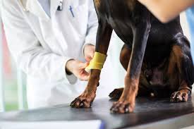 Some animals really do make excellent pets. Septic Arthritis In Dogs Is Arthritis That Is Localized Within A Specific Joint Symptoms Causes Diagnosis Treatment Recovery Management Cost