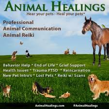 Animal Communicator Directory Animal Talk