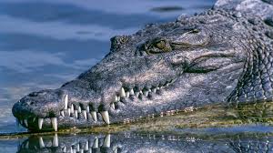 where to see alligators in orlando