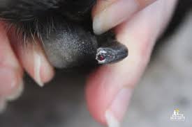 cut your dog s nail too short how to