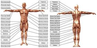 Choose from 500 different sets of flashcards about anatomy back muscles on quizlet. áˆ Back Muscle Diagrams Labeled Stock Vectors Royalty Free Trapezius Illustrations Download On Depositphotos