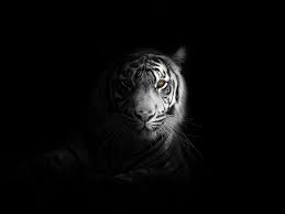 Portrait, minimal, white tiger, dark ...