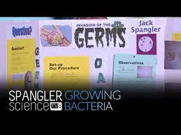 growing bacteria science fair project