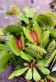 Even if there is a venus fly trap big enough to catch a human, its shape and structure wouldn't allow the digestion, it wouldn't be firmly enough to hold a body, therefore a human could easily get out of it. Dionaea Muscipula Big Teeth Red Giant Venus Fly Trap Seeds