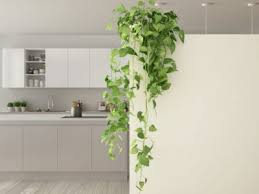 Indoor Climbing Plants How To Grow