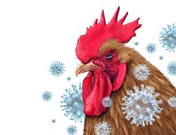 gene editing Unlocking the Potential: Gene Editing in Chickens Reveals Promising Path to Eradicating Bird Flu