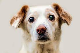 But, exactly when do puppy's eyes change color? When Do Puppies Eyes Change Color Fascinating To Know Milumimi Com A Useful Blog For Dog Cat Lovers