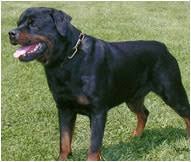 rottweiler dog breed facts and