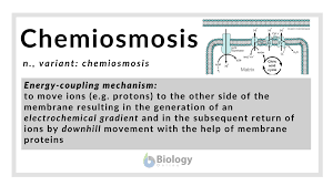 These glucose molecules are used by the plant in a number of ways. Chemiosmosis Definition And Examples Biology Online Dictionary