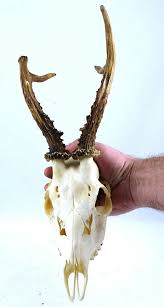 Roe Deer Antlers Taxidermy Stag Buck