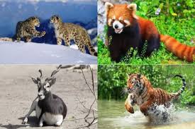 ˈsikːim) is a state in northeastern india. 10 Endangered Animals In India That You Should See Before They Vanish