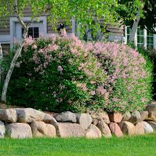 Using landscaping rocks is a valuable addition to the outdoor area of any house. Front Yard Landscaping Ideas With Rocks Family Handyman
